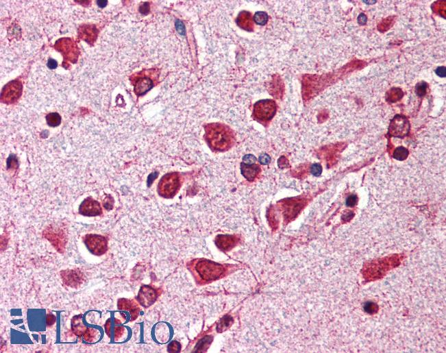 Anti-ARL6IP1 / ARMER antibody IHC of human brain, cortex. Immunohistochemistry of formalin-fixed, paraffin-embedded tissue after heat-induced antigen retrieval. Antibody LS-B460 concentration 5 ug/ml.