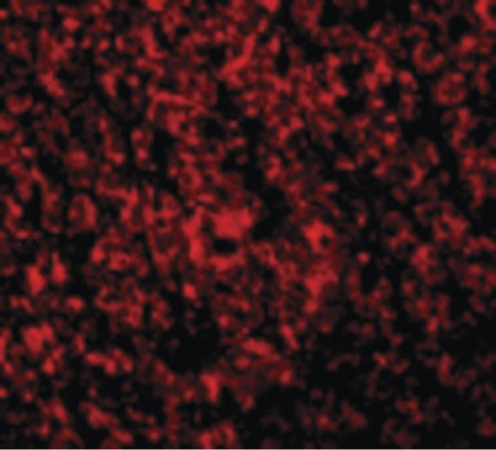 Immunofluorescence of ARMER in Mouse Intestine cells with ARMER antibody at 2 ug/ml.