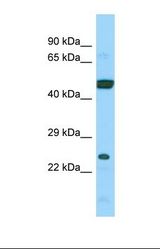 Western blot of Human 721_B. ARL6IP4 antibody dilution 1.0 ug/ml.