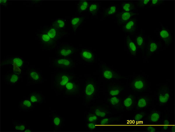 Immunofluorescence of monoclonal antibody to ARL6IP4 on HeLa cell (antibody concentration 10 ug/ml).