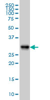 ARL6IP4 monoclonal antibody (M09), clone 5E5 Western blot of ARL6IP4 expression in HeLa NE.