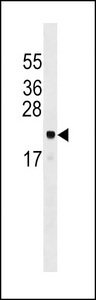ARL6IP5 Antibody western blot of mouse NIH-3T3 cell line lysates (35 ug/lane). The ARL6IP5 antibody detected the ARL6IP5 protein (arrow).