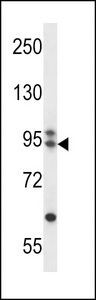 ARMC9 Antibody western blot of CEM cell line lysates (35 ug/lane). The ARMC9 antibody detected the ARMC9 protein (arrow).
