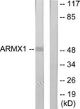 Western blot of extracts from rat brain cells, using ARMX1 Antibody. The lane on the right is treated with the synthesized peptide.