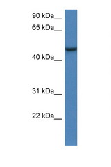 ARMCX1 antibody LS-C145268 Western blot of Mouse Kidney lysate. Antibody concentration 1 ug/ml.