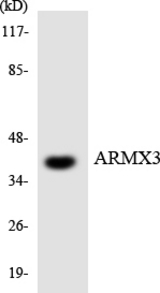 Western blot of the lysates from COLO205 cells using ARMX3 antibody.