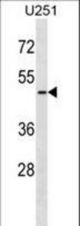 ARMCX3 Antibody western blot of U251 cell line lysates (35 ug/lane). The ARMCX3 antibody detected the ARMCX3 protein (arrow).