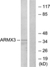 Western blot of extracts from K562 cells, using ARMX3 Antibody. The lane on the right is treated with the synthesized peptide.