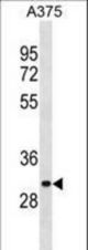 ARMCX6 Antibody western blot of A375 cell line lysates (35 ug/lane). The ARMCX6 antibody detected the ARMCX6 protein (arrow).