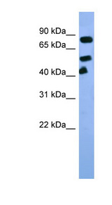 ARNT antibody LS-C134921 Western blot of Rat Liver lysate.