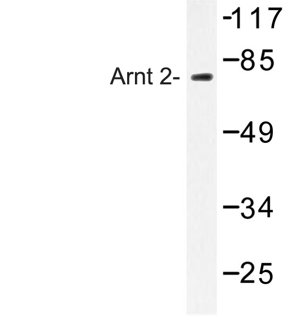 Western blot of Arnt 2 (M50) pAb in extracts from Jurkat cells.