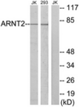 Western blot of extracts from Jurkat/293 cells, using ARNT2 Antibody. The lane on the right is treated with the synthesized peptide.
