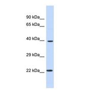 Western blot of Human HeLa. ARNT2 antibody dilution 1.0 ug/ml.