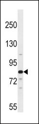 ARNT2 Antibody western blot of 293 cell line lysates (35 ug/lane). The ARNT2 antibody detected the ARNT2 protein (arrow).