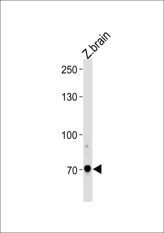 DANRE arnt2 Antibody western blot of zebra fish brain tissue lysates (35 ug/lane). The ARNT2 antibody detected the ARNT2 protein (arrow).