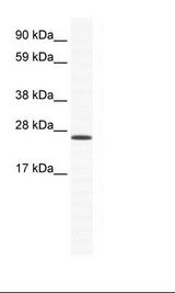 NIH 3T3 Lysate