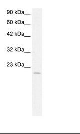 HepG2 Cell Lysate
