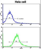 Flow cytometric of HeLa cells using ARPC1A Antibody (bottom histogram) compared to a negative control cell (top histogram). FITC-conjugated goat-anti-rabbit secondary antibodies were used for the analysis.