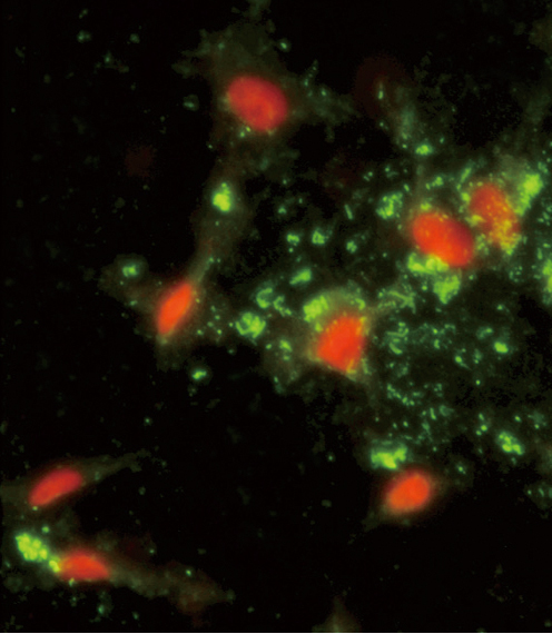Immunofluorescence of ARPC1A Antibody with HeLa cells. 0.025 mg/ml primary antibody was followed by FITC-conjugated goat anti-rabbit lgG (whole molecule). FITC emits green fluorescence.Red counterstaining is PI.