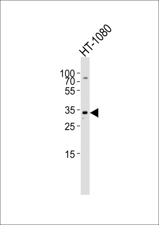Western blot of lysate from HT-1080 cell line with ARPC2 Antibody. Antibody was diluted at 1:1000. A goat anti-rabbit IgG H&L (HRP) at 1:5000 dilution was used as the secondary antibody. Lysate at 35 ug.