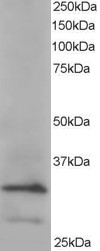 Staining (0.2 ug/ml) of HeLa lysate (RIPA buffer, 35 ug total protein per lane). Primary incubated for 1 hour. Detected by chemiluminescence.
