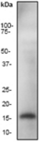 Western blot analysis on fetal brain lysate using anti-p16 Arc antibody, dilution 1:20000.