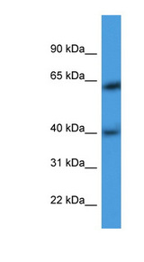ARPM1 antibody LS-C135745 Western blot of HeLa lysate.