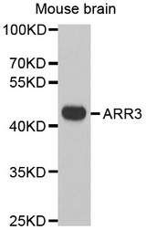 Western blot analysis of extracts of Mouse brain cell lines, using ARR3 antibody.