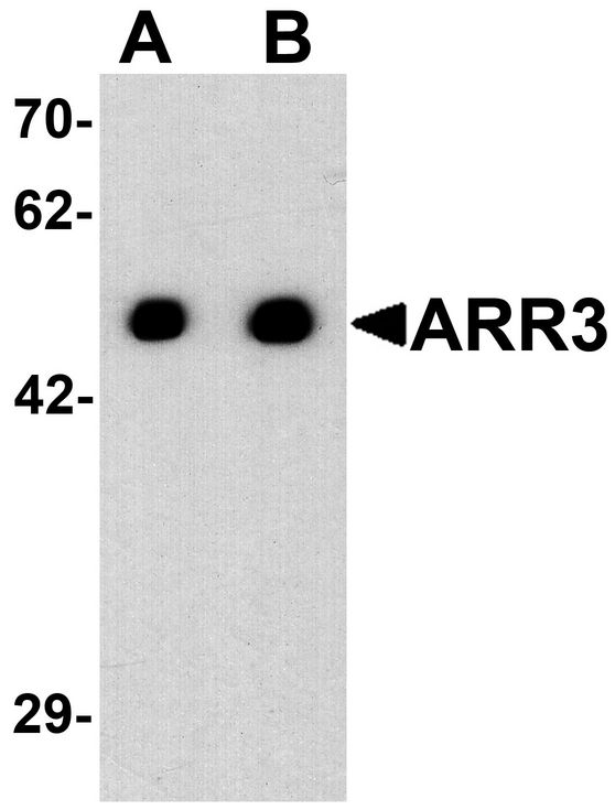 Western blot analysis of ARR3 in EL4 cell lysate with ARR3 antibody at (A) 0.5 and (B) 1 ug/ml.