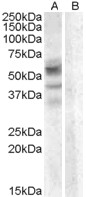 Antibody (0.3 ug/ml) staining of A459 lysate (35 ug protein in RIPA buffer) with (B) and without (A) blocking with the immunizing peptide. Primary incubation was 1 hour. Detected by chemiluminescence