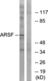 Western blot of extracts from COS7 cells, using ARSF Antibody. The lane on the right is treated with the synthesized peptide.