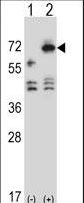 Western blot of ARSF (arrow) using rabbit polyclonal ARSF Antibody. 293 cell lysates (2 ug/lane) either nontransfected (Lane 1) or transiently transfected (Lane 2) with the ARSF gene.