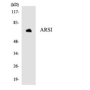 Western blot of the lysates from HepG2 cells using ARSI antibody.