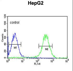 ARSI Antibody flow cytometry of HepG2 cells (right histogram) compared to a negative control cell (left histogram). FITC-conjugated goat-anti-rabbit secondary antibodies were used for the analysis.