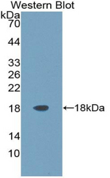 Western blot of recombinant ARTN / Artemin.