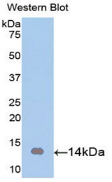 Western blot of recombinant ARTN / Artemin.