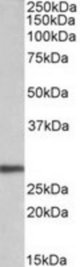 ARTN antibody (0.1 ug/ml) staining of HEK293 lysate (35 ug protein/ml in RIPA buffer). Primary incubation was 1 hour. Detected by chemiluminescence.