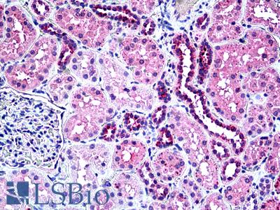 Anti-ARTN / Artemin antibody IHC of human kidney. Immunohistochemistry of formalin-fixed, paraffin-embedded tissue after heat-induced antigen retrieval. Antibody LS-B5083 concentration 10 ug/ml.
