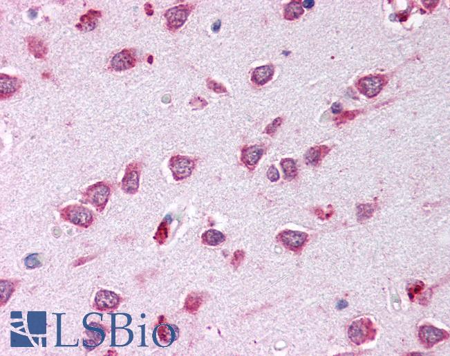 Anti-ARTN / Artemin antibody IHC of human brain, cortex. Immunohistochemistry of formalin-fixed, paraffin-embedded tissue after heat-induced antigen retrieval. Antibody LS-B234 concentration 10 ug/ml.