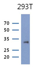 Western Blot: The lysate of 293T (30 ug) were resolved by SDS-PAGE, transferred to PVDF membrane and probed with anti-human PRPS1 antibody (1:1000). Proteins were visualized using a goat anti-mouse secondary antibody conjugated to HRP and an ECL detection system.