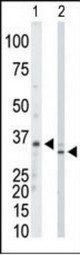 The anti-PRPS1/2/3 antibody is used in Western blot to detect PRPS1/2/3 in mouse kidney tissue lysate (Lane 1) and HeLa cell lysate (Lane 2).