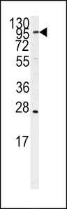Western blot of anti-ARTS1 Antibody in Ramos cell line lysates (35 ug/lane). ARTS1 (arrow) was detected using the purified antibody.