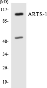 Western blot of the lysates from HepG2 cells using ARTS-1 antibody.