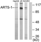 Western blot of extracts from HepG2/Jurkat/HUVEC cells, using ARTS-1 Antibody. The lane on the right is treated with the synthesized peptide.
