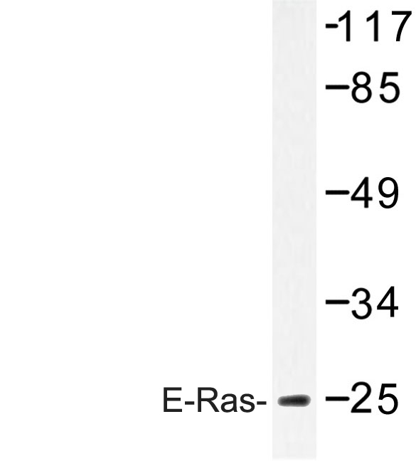 Western blot of E-Ras (C226) pAb in extracts from Jurkat cells.