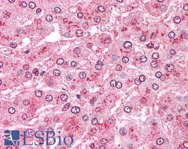 Anti-ERAP1 / ARTS1 antibody LS-A8946 IHC of human liver. Immunohistochemistry of formalin-fixed, paraffin-embedded tissue after heat-induced antigen retrieval.