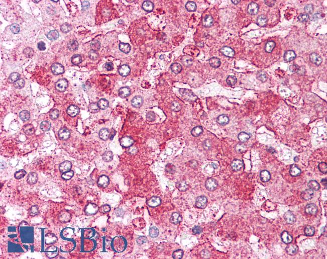 Anti-ERAP1 / ARTS1 antibody LS-A8945 IHC of human liver. Immunohistochemistry of formalin-fixed, paraffin-embedded tissue after heat-induced antigen retrieval.