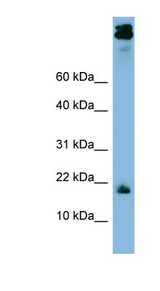 ASAH1 antibody LS-C107769 Western blot of THP-1 cell lysate.