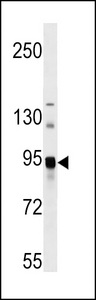 ASAH2 Antibody western blot of mouse bladder tissue lysates (35 ug/lane). The ASAH2 antibody detected the ASAH2 protein (arrow).