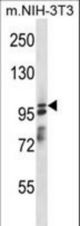 ASAP1 Antibody western blot of mouse NIH-3T3 cell line lysates (35 ug/lane). The ASAP1 antibody detected the ASAP1 protein (arrow).